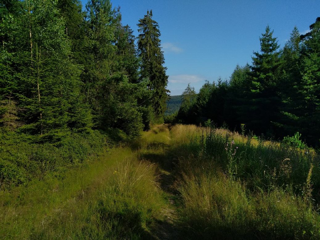 Trail auf der Mountainbikestrecke 9 in der Rhön